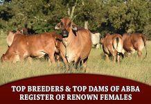 Top Breeders & Top Dams of ABBA Register of Renown Females