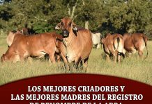 Los mejores criadores y las mejores madres del registro de renombre de la ABBA