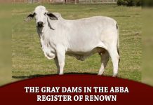 The Gray Dams in the ABBA Register of Renown