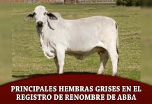 Principales hembras grises en el registro de renombre de ABBA