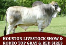 Houston Livestock Show & Rodeo Top Gray & Red Sires