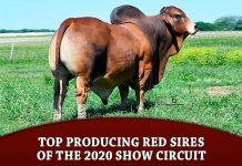 Top Producing Red Sires of the 2020 Show Circuit