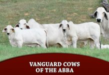 Vanguard Cows of the ABBA