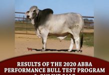 Results of the 2020 ABBA Performance Bull Test Program & Online Sale