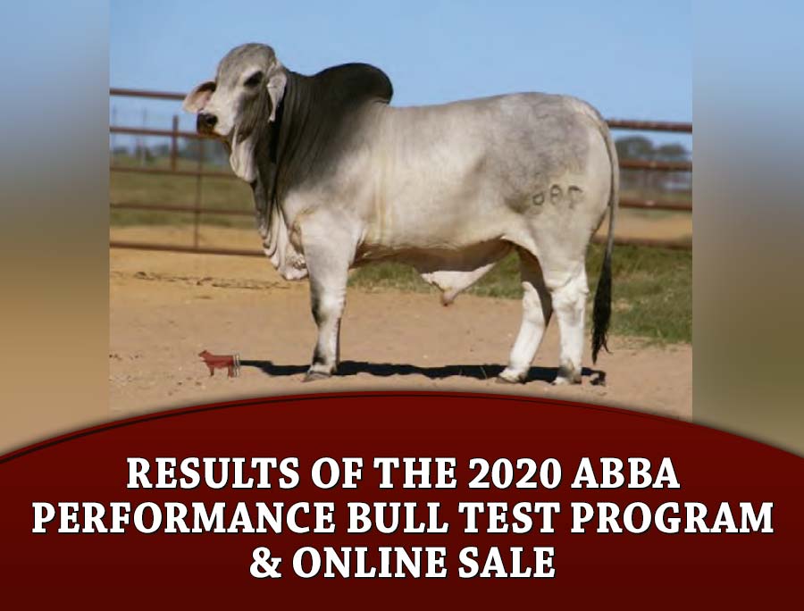 Results of the 2020 ABBA Performance Bull Test Program & Online Sale – The  Brahman Journal