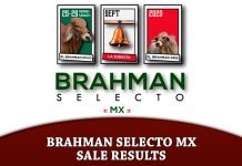 Brahman Selecto MX – Sale Results