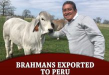 Brahmans Exported to Peru