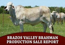 Brazos Valley Brahman Production Sale Report