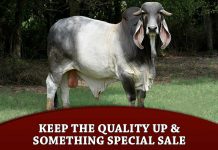Keep The Quality Up & Something Special Sale