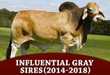 Influential Gray Sires – (2014-2018)