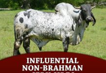 Influential Non-Brahman Cebu Sires