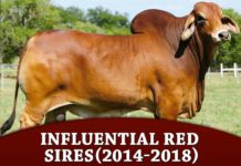 Influential Red Sires – (2014-2018)
