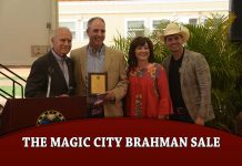 The Magic City Brahman Sale