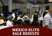 Mexico Elite Sale Results