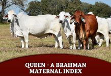 Queen – A Brahman Maternal Index