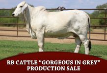 RB Cattle “Gorgeous in Grey” Production Sale