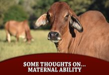 Some thoughts on… Maternal Ability