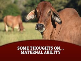 Some thoughts on… Maternal Ability