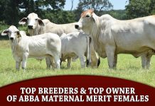 Top Breeders & Top Owner of ABBA Maternal Merit Females