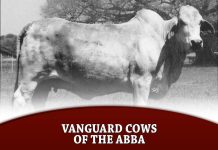 Vanguard Cows of the ABBA