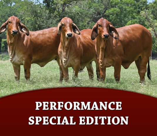 Performance Special Edition