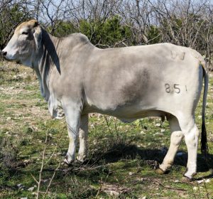 first-material-merit-elite-plus-cow-2