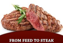 From Feed to Steak Feed Efficiency of Brahman Steers