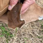 Frost Bite on Calf Ear