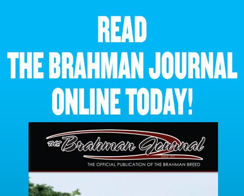 2026 October – Brahman Journal