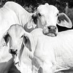 #mybrahmanjournalcover11