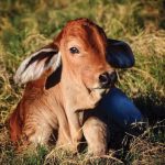 #mybrahmanjournalcover13