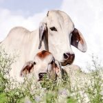 #mybrahmanjournalcover15