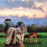#mybrahmanjournalcover24