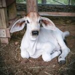 #mybrahmanjournalcover25