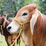 #mybrahmanjournalcover27