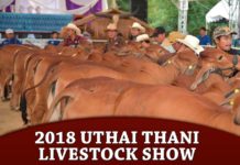 2018 Uthai Thani Livestock Show