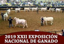 2019 XXII Exposición Nacional de Ganado Brahman