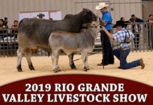 2019 Rio Grande Valley Livestock Show