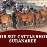 prev-2019SutCattleShow