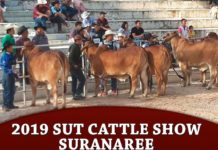 2019 Sut Cattle Show – Suranaree
