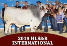 2019 HLS&R – International Gray Bull Show