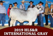 2019 HLS&R – International Gray Female Show