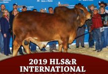 2019 HLS&R – International Red Bull Show
