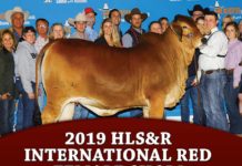 2019 HLS&R – International Red Female Show