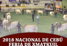 2018 Nacional de Cebú – Feria de Xmatkuil