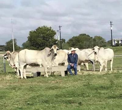 RB Cattle “Gorgeous in Grey” Production Sale