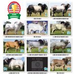 tbj-gray-champions-producing-top-sires