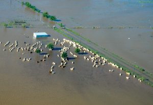 cattle-walking-water-photo-top