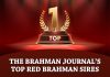 The Brahman Journal’s Top Red Brahman Sires