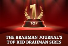 The Brahman Journal’s Top Red Brahman Sires